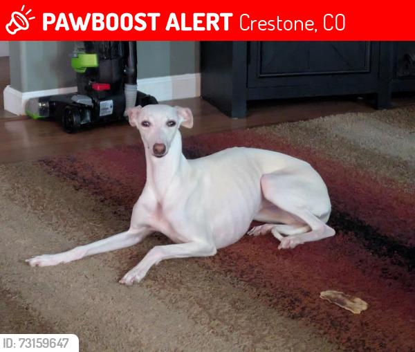 Lost Female Dog last seen Cottonwood Creek Trailhead, above Baca Grande, Crestone, CO 81131