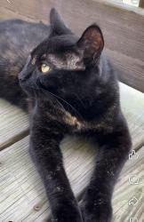 Reunited Female Cat last seen 6th avenue, Neptune City, NJ 07753