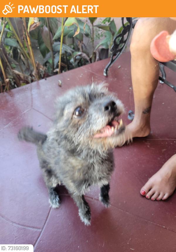 Found/Stray Female Dog last seen Overhill-61st, View Park-Windsor Hills, CA 90043
