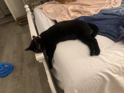 Lost Female Cat last seen Normandy Dr., Grapevine, TX, Grapevine, TX 76051
