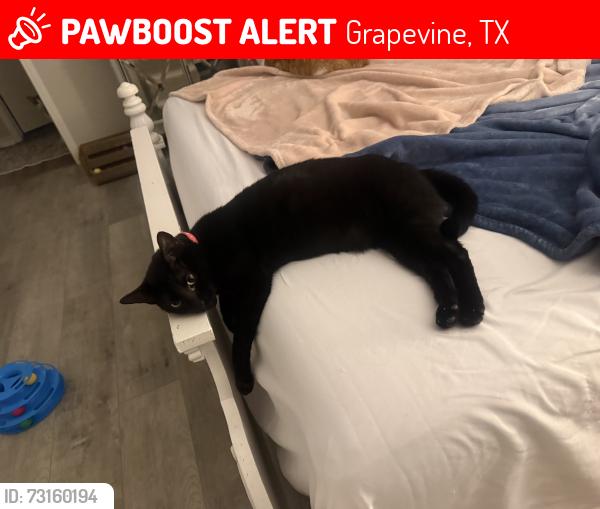 Lost Female Cat last seen Normandy Dr., Grapevine, TX, Grapevine, TX 76051