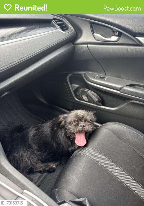 Reunited Male Dog last seen North Dysart road and West Ocotillo road, Dysart Ranch, AZ 85307