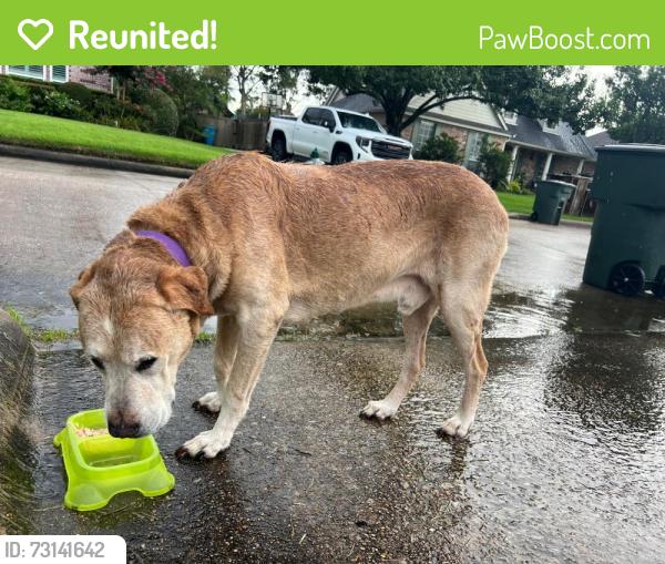 Reunited Male Dog last seen Savanah Trace, Beaumont, TX 77706