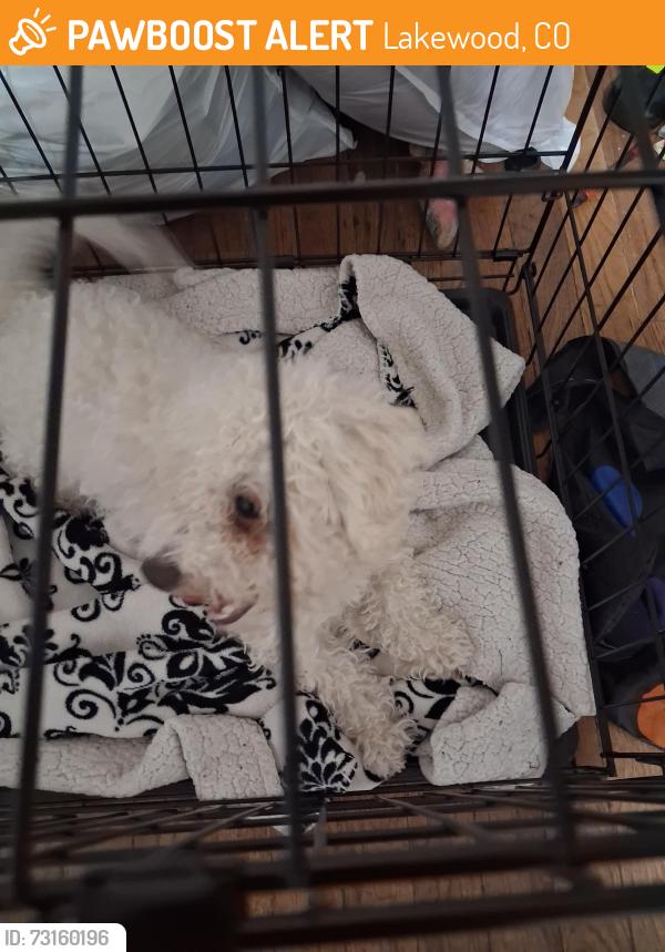 Found/Stray Male Dog last seen 17th and Sheridan Blvd, Lakewood, CO 80214