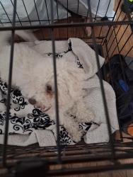 Found/Stray Male Dog last seen 17th and Sheridan Blvd, Lakewood, CO 80214
