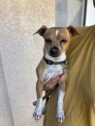 Found/Stray Male Dog last seen Victoria ave and highland, Highland, CA 92346