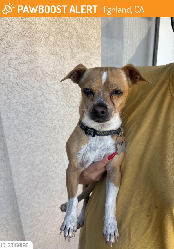 Found/Stray Male Dog last seen Victoria ave and highland, Highland, CA 92346