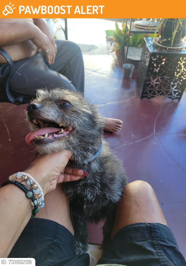 Found/Stray Female Other last seen Overhill-61st, View Park-Windsor Hills, CA 90043