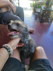 Found/Stray Female Other last seen Overhill-61st, View Park-Windsor Hills, CA 90043