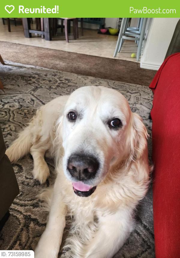 Reunited Male Dog last seen All about Street and Poplar Street, Boise, ID 83704
