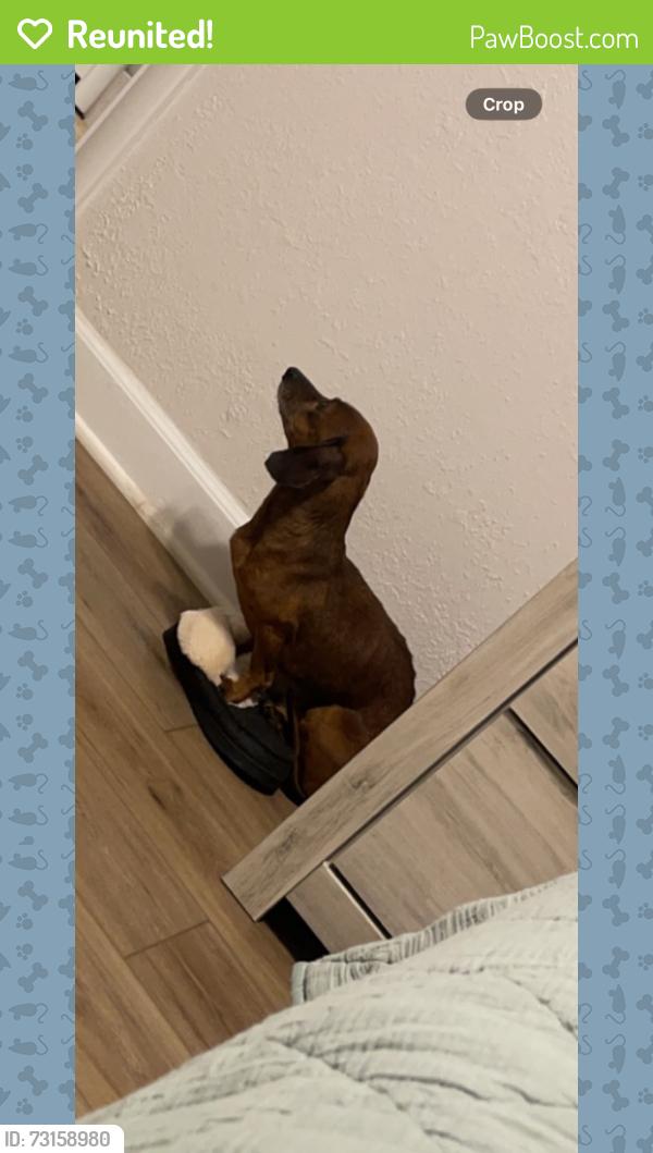 Reunited Male Dog last seen Seneca and Meridian, Wichita, KS 67213
