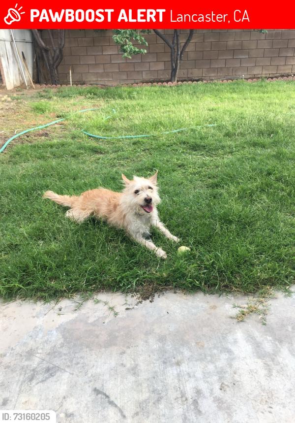 Lost Male Dog last seen j-8 and 27th, Lancaster, CA 93536