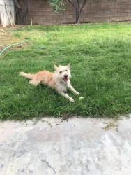 Lost Male Dog last seen j-8 and 27th, Lancaster, CA 93536