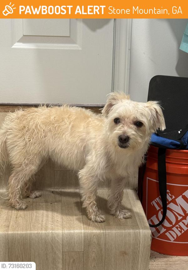 Found/Stray Female Dog last seen CVS on Memorial Drive, Stone Mountain, GA 30083
