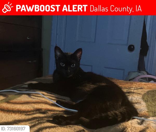 Lost Female Cat last seen S 88th St & Primo Ln, Dallas County, IA, US, 50263. IA 50263, Dallas County, IA 50263