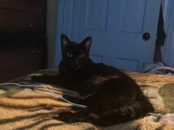 Lost Female Cat last seen S 88th St & Primo Ln, Dallas County, IA, US, 50263. IA 50263, Dallas County, IA 50263