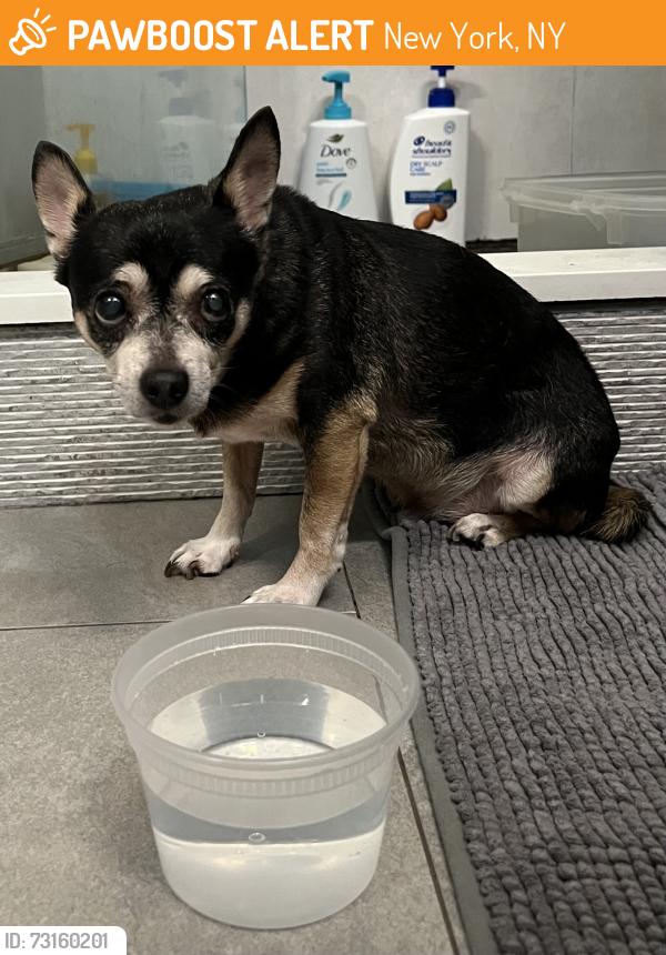 Found/Stray Male Dog last seen 113th St and Park Avenue near the Projects. Near Train tracks on Park, New York, NY 10029