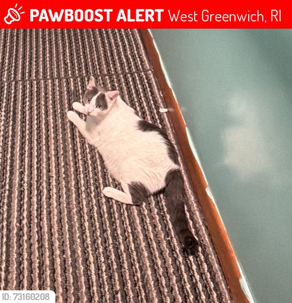 Lost Male Cat last seen Fish Hill Rd, West Greenwich, RI 02817