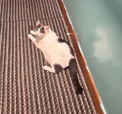 Lost Male Cat last seen Fish Hill Rd, West Greenwich, RI 02817