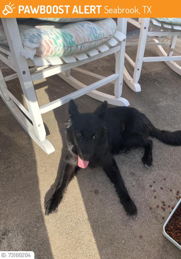 Found/Stray Unknown Dog last seen Red bluff/Todville Rd, Seabrook, TX 77586