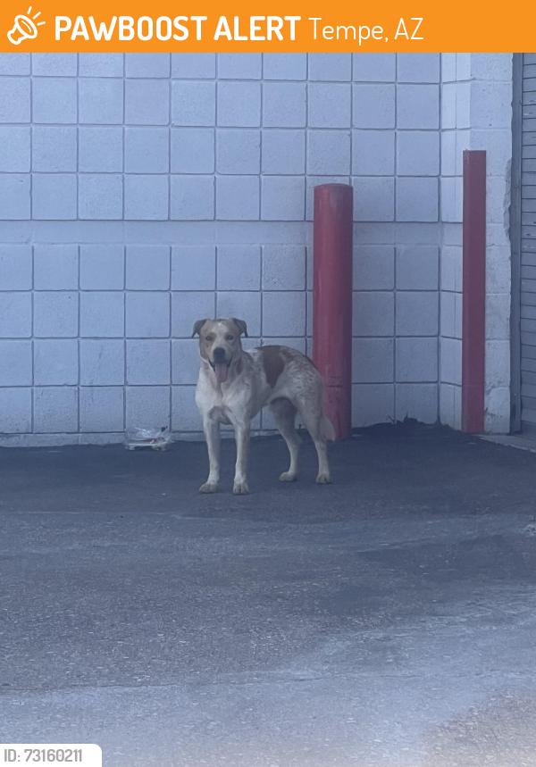 Found/Stray Male Dog last seen University, Tempe, AZ 85281