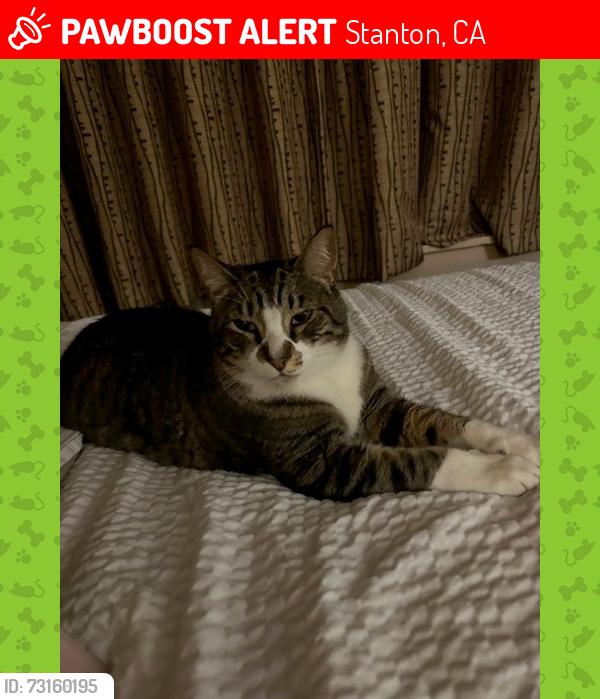 Lost Male Cat last seen Western & Katella, Stanton, CA 90680