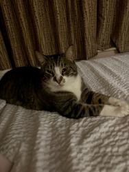Lost Male Cat last seen Western & Katella, Stanton, CA 90680