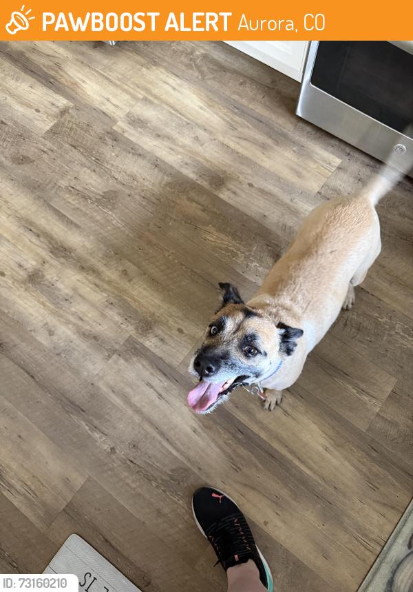 Found/Stray Male Dog last seen Quincy neighborhood, Aurora, CO 80011