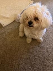 Reunited Male Dog last seen Unknown, Sanger, CA 93657