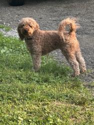 Found/Stray Unknown Dog last seen Near mom n em and whetsel ave, Cincinnati, OH 45227