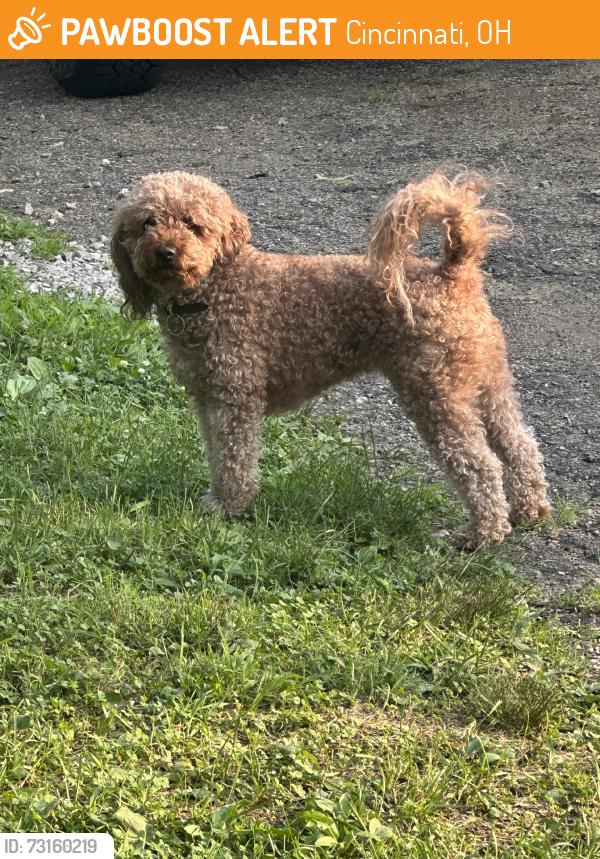 Found/Stray Unknown Dog last seen Near mom n em and whetsel ave, Cincinnati, OH 45227