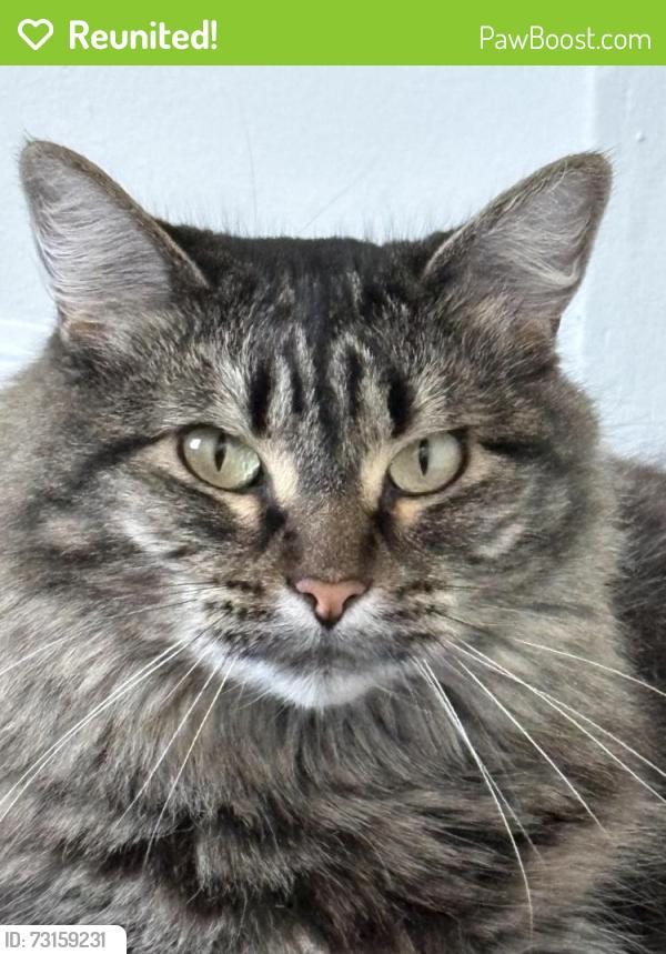 Reunited Female Cat last seen franklin and n normandie, Los Angeles, CA 90027