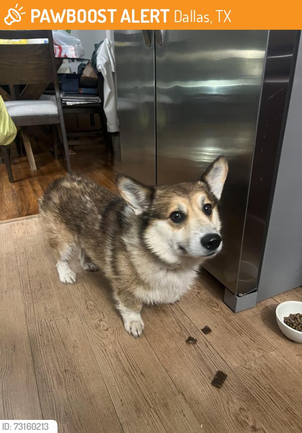 Found/Stray Male Dog last seen Target parking lot on Marsh lane near Midway Hollow, Dallas, TX 75220