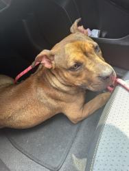 Lost Female Dog last seen Bracken ln Maxwell tx, Hays County, TX 78656