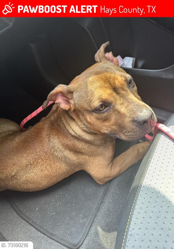 Lost Female Dog last seen Bracken ln Maxwell tx, Hays County, TX 78656