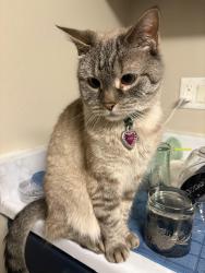 Lost Female Cat last seen Joliet apmt Complex, Aurora, CO 80012