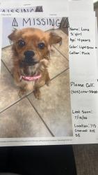 Lost Female Dog last seen Near Cromwell ave se, Albuquerque, NM 87102