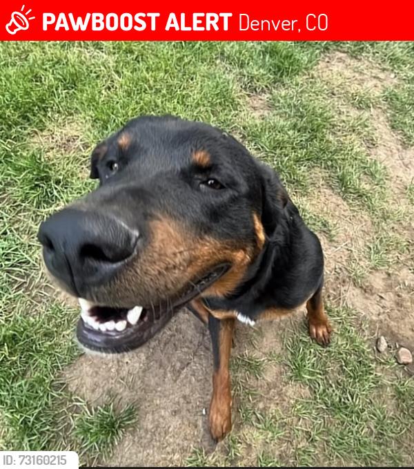 Lost Male Dog last seen By Walmart neighborhood, Denver, CO 80239