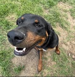Lost Male Dog last seen By Walmart neighborhood, Denver, CO 80239