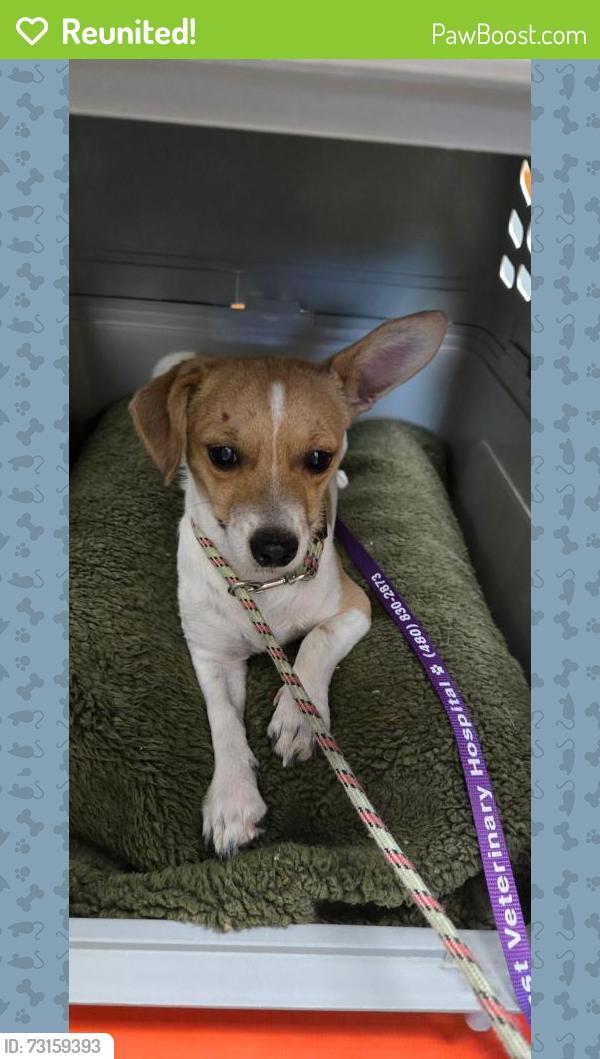 Reunited Male Dog last seen Brown Road/Greenfield, Mesa, AZ 85205