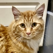Shelter Stray Male Cat last seen Near Ridge Pl. Sedro Woolley, Skagit County, WA, 18911 Kelleher Rd, Burlington, WA 98233, USA