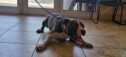 Shelter Stray Male Dog last seen 183A and overlook, City of Leander, TX, 1855 SE Inner Loop, Georgetown, TX 78626, USA
