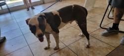 Shelter Stray Male Dog last seen 183A and overlook, City of Leander, TX, 1855 SE Inner Loop, Georgetown, TX 78626, USA