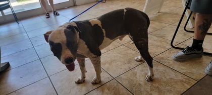 Shelter Stray Male Dog last seen 183A and overlook, City of Leander, TX, 1855 SE Inner Loop, Georgetown, TX 78626, USA