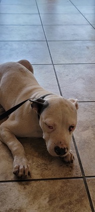 Shelter Stray Unknown Dog last seen 183A and overlook, City of Leander, TX, 1855 SE Inner Loop, Georgetown, TX 78626, USA