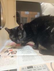 Shelter Stray Female Cat last seen Near Memorial Dr, 30032, GA, 3280 Chamblee Dunwoody Rd, Chamblee, GA 30341, USA