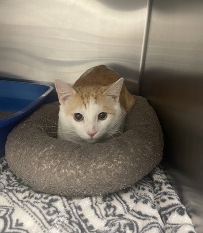 Shelter Stray Unknown Cat last seen Briarwood Drive, Southlake, TX, 330 Rufe Snow Dr, Keller, TX 76248, USA