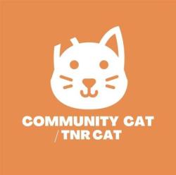 Shelter Stray Female Cat last seen Near temple ct, CITY of El Paso, TX, 5001 Fred Wilson Ave, El Paso, TX 79906, USA