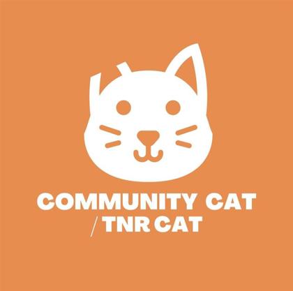 Shelter Stray Female Cat last seen Near temple ct, CITY of El Paso, TX, 5001 Fred Wilson Ave, El Paso, TX 79906, USA