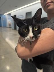 Shelter Stray Male Cat last seen Near Madison St and River Front Terrace., City of Eau Claire, WI, 3900 Old Town Hall Rd, Eau Claire, WI 54701, USA